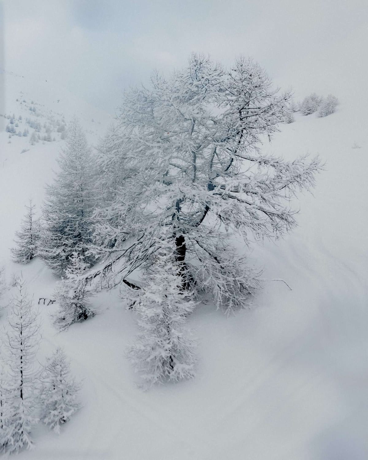 Frosted tree, French Alps 2025