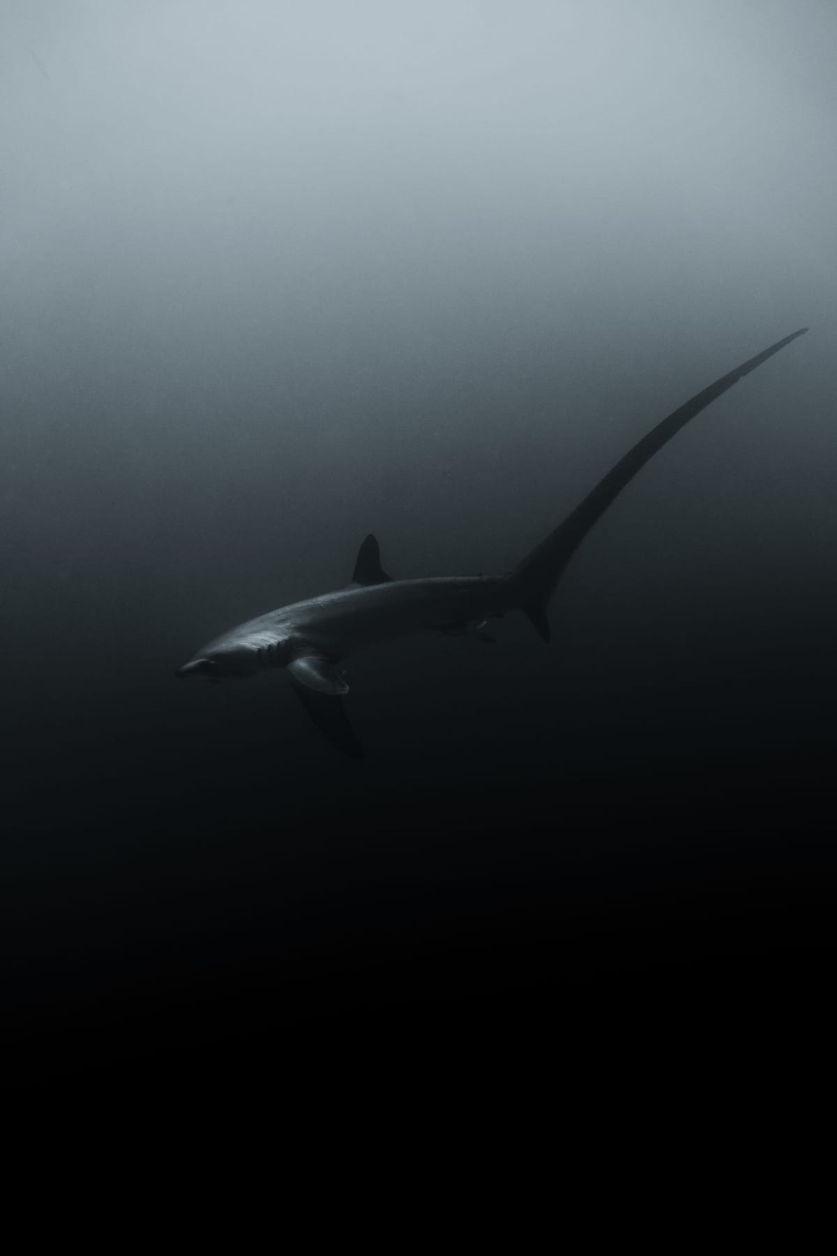 Thresher, Philippines 2024