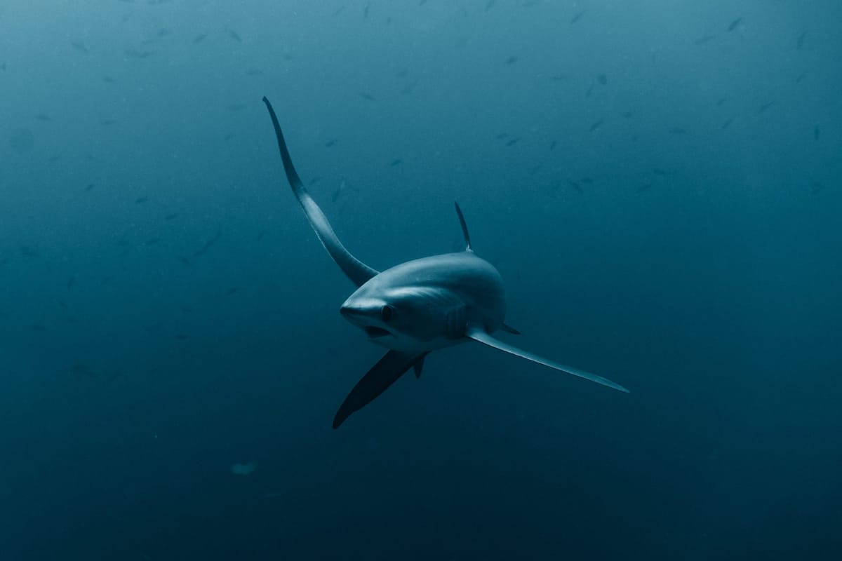 Thresher shark, Philippines 2024